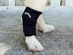 Hock Support Brace (Medium 3-4") MedIum 3"-4" - PawsPlanet Australia