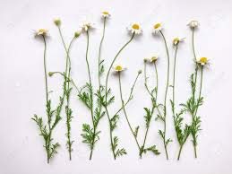 [Australia] - Wildcrafted German Chamomile Flowers Dried Powder 16oz Tea The Bloomin Herb Shoppe 