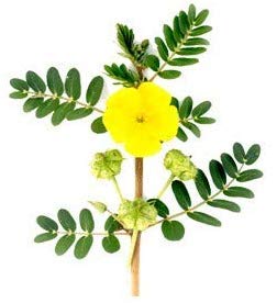 [Australia] - Tribulus Terrestis | Nerunjil Powder | 300gm Pack of 1 
