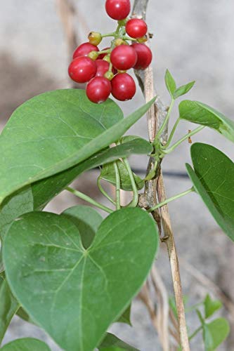 [Australia] - USDA Organic Guduchi, Giloy Powder by mi Nature| (Tinospora Cordifolia) | Supports Healthy Digestion | Immunity Booster| Indian Giloy Powder | 227g (8oz) (1/2 lb) | Resealable Zip Lock Pouch 