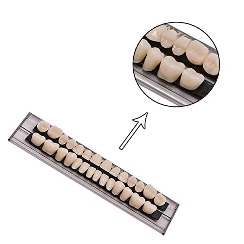 [Australia] - 56Pcs Dental Synthetic Acrylic Teeth Resin Denture False Teeth for Halloween Horror Prop 23 A2(28 Pcs/Set) 