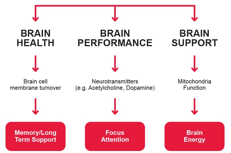 VITA PHARMA Citicoline CDP 500mg 365 Tablets, Memory & Cognitive Function, Focus, Clarity & Concentration, Mental Performance and Healthy Brain Function