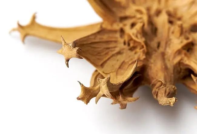 Devils Claw 8000mg 120 caps Anti INFLAMMATORY Pain Relief, Joint Health & Flexibility, Mobility & Comfort, Bones & Joints, Joint & Muscle Support