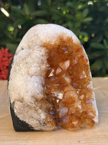 GAF TREASURES Finely Polished Citrine Clusters with Cut Base | Honey Citrine Quartz Cluster (1-2 lb) 1-2 lb
