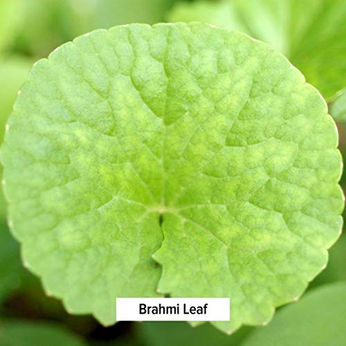 [Australia] - Banyan Botanicals Brahmi/Gotu Kola Powder – Organic Centella Asiatica ­­– Supports Focus, Concentration, Alertness, and a Balanced Sense of Calm* – 1 lb. – Non-GMO Sustainably Sourced Vegan 1 Pound (Pack of 1) 