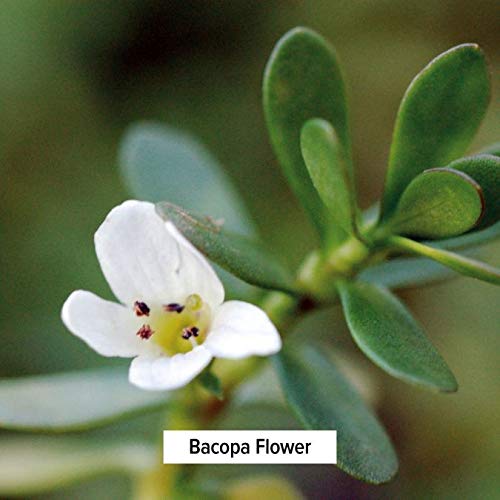 [Australia] - Banyan Botanicals Bacopa Powder, 1/2 Pound - USDA Organic - Bacopa monniera - Ayurvedic Herb for Memory & Focus 8 Ounce (Pack of 1) 