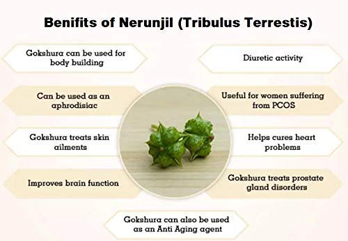 [Australia] - Tribulus Terrestis | Nerunjil Powder | 300gm Pack of 1 