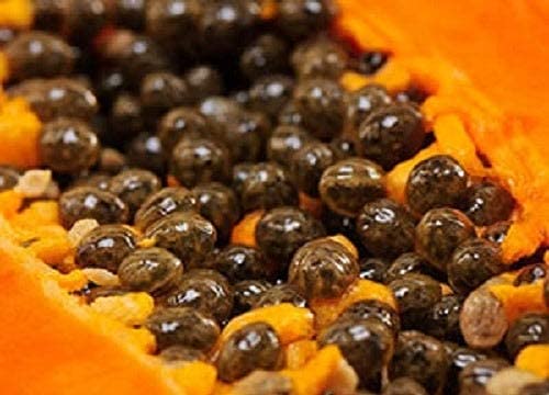 [Australia] - NATURAL PAPAYA KERNELS - SUN DRIED (BELOW 30°C) RAW FOOD QUALITY (approx. 850 kernels or 12.5g) 