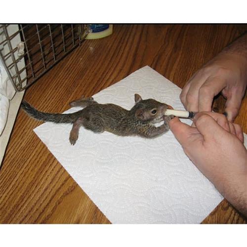 [Australia] - Exotic Nutrition Baby Squirrel Nursing Set (Basic) - Milk Replacer, Feeding Syringes Basic 