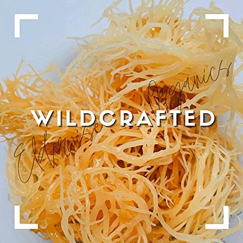 Elderwise Golden Sea Moss, Raw Wildcrafted Gracilaria, 2.5oz Makes 65oz Gel | Sun-Dried Saint Lucia Sea Moss with no Added Flavors; a Simple Mineral & Vitamin Rich Choice for Homemade Recipes
