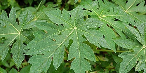 Herbal Magic Natural Papaya Leaf (Carica Papaya) 60 x 500 mg Veg Capsules - Rich, Revered & Prized herb in Ayurveda - Whole Leaf Used - No Fillers & Preservatives (Pack of 1)