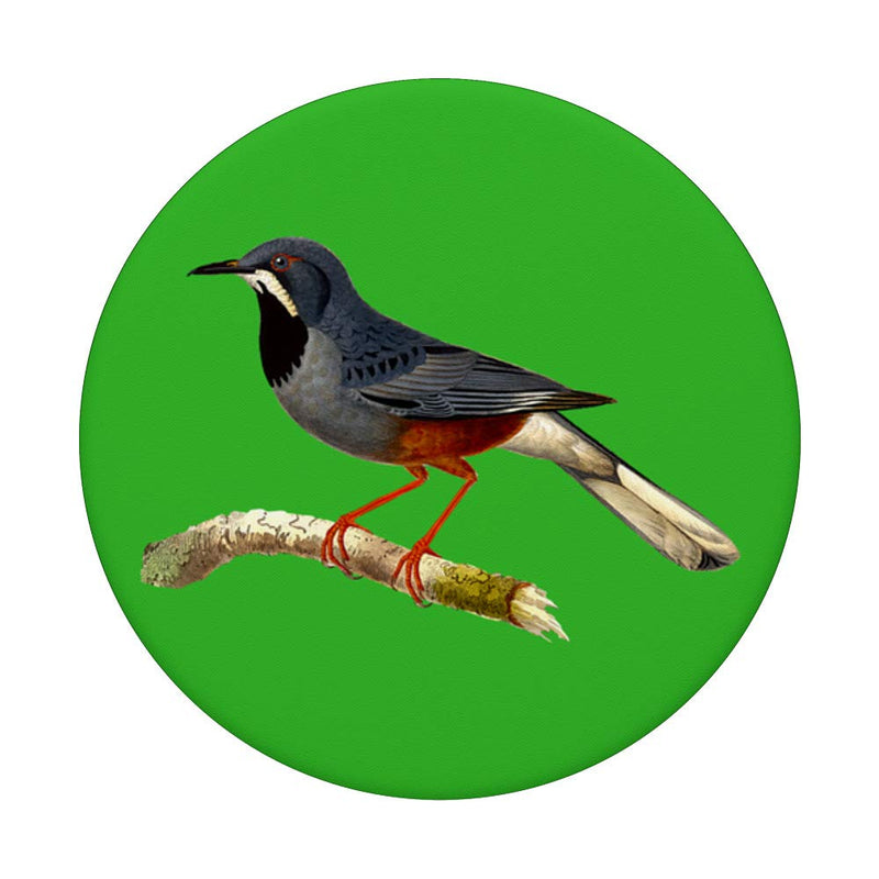Western Thrush Bird Standard - PawsPlanet Australia