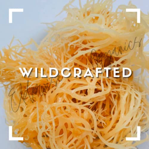 Elderwise Golden Sea Moss, Raw Wildcrafted Gracilaria, Makes 24oz Gel | Sun-Dried Sea Moss with no chemicals used or Flavors; a Simple Mineral & Vitamin Rich Choice for home kitchens