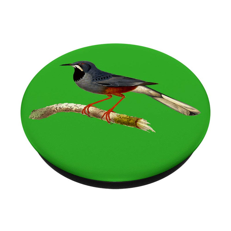 Western Thrush Bird Standard - PawsPlanet Australia