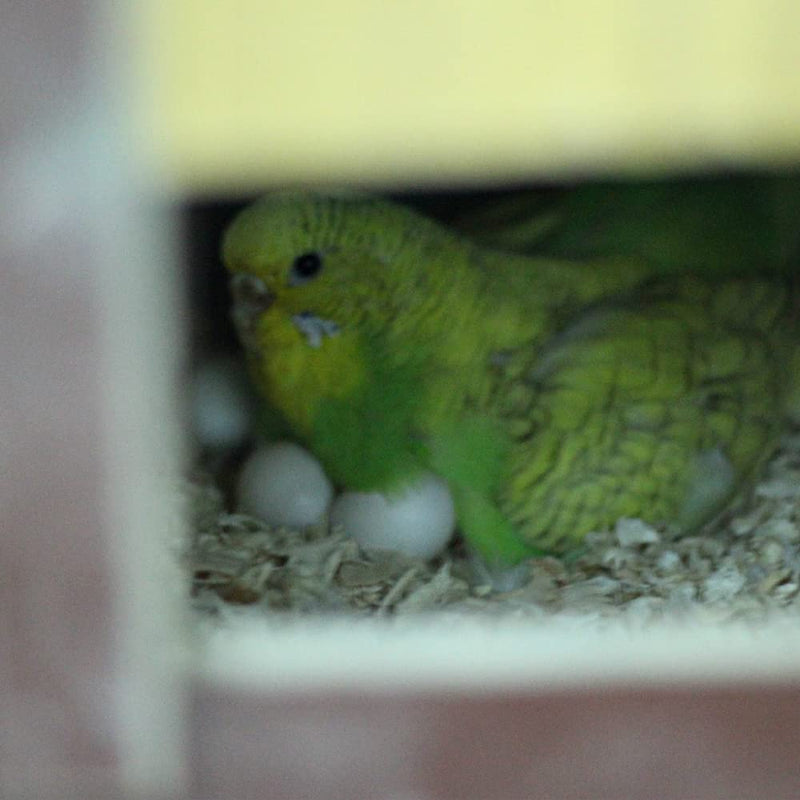 8Pcs Fake Bird Eggs, Stop Egg Laying fit Parrotlet, American Parakeet, Budgie, Diamond-Dove Artificial Eggs 14mm*19mm - PawsPlanet Australia