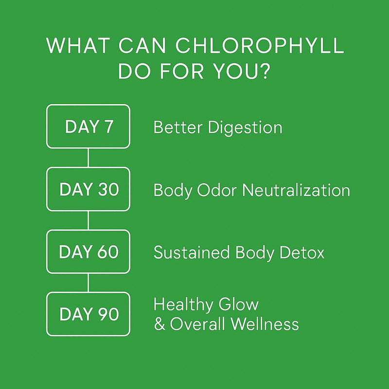 [Australia] - WellPath Chlorophyll Liquid Drops with Copper - High Potency Vegan Liquid Chlorophyll for Body Odor, Liver Detox, Digestion Support & Immune Support - Internal Deodorant, Made in USA, Non-GMO, 2 Fl Oz 2 Fl Oz (Pack of 1) 
