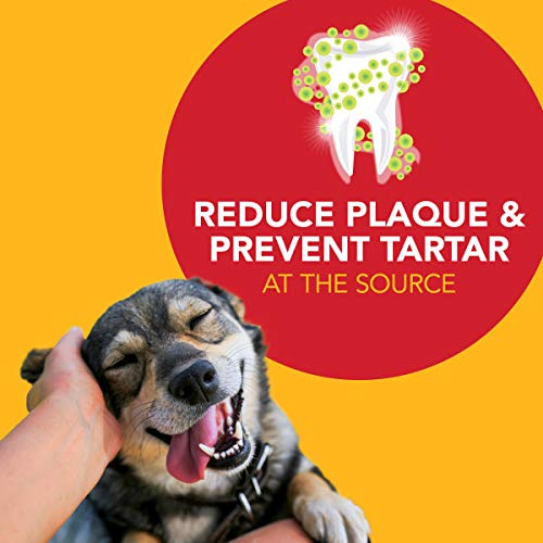 [Australia] - Petrodex Dental Care Kit for Dogs and Puppies, Cleans Teeth and Fights Bad Breath, Reduces Plaque and Tartar Formation, Enzymatic Tooth Brushing Kit, Poultry Flavor, 2.5oz Toothpaste + Toothbrush 1 Count (Pack of 1) 