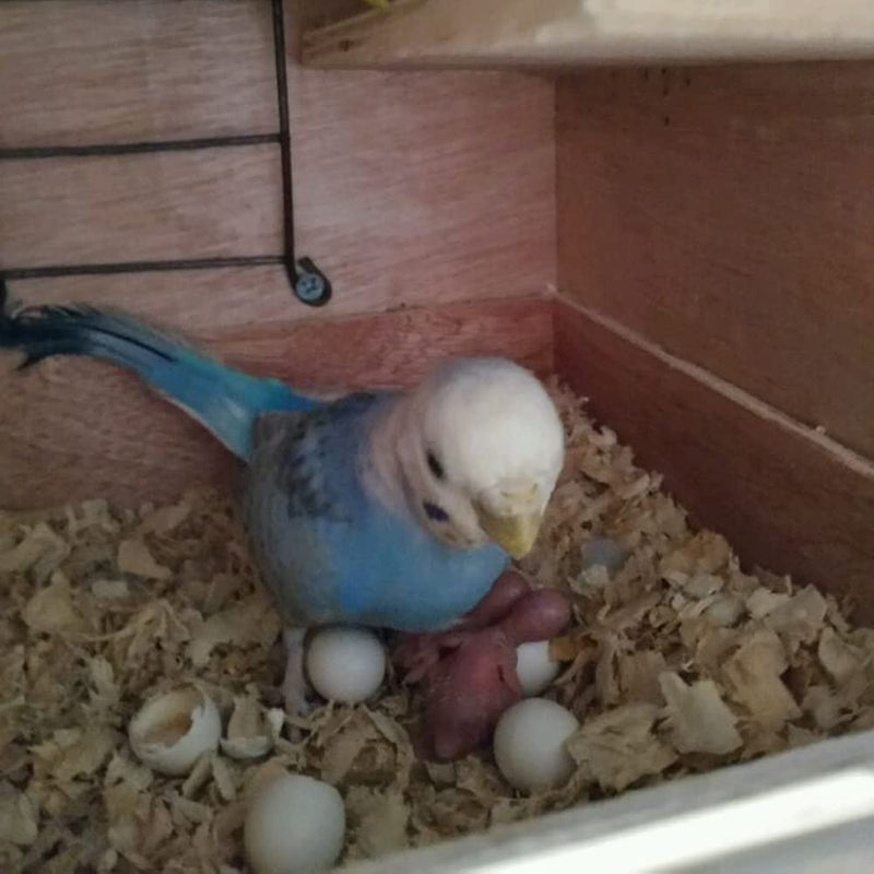 8Pcs Fake Bird Eggs, Stop Egg Laying fit Parrotlet, American Parakeet, Budgie, Diamond-Dove Artificial Eggs 14mm*19mm - PawsPlanet Australia