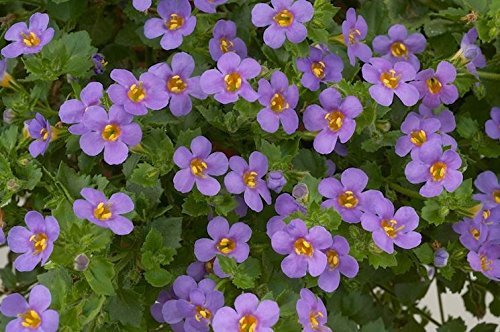 [Australia] - Neuropa-Bacopa Supreme Neuro-Cognitive Harmony 