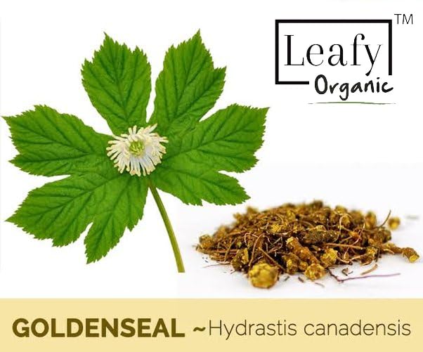 [Australia] - Goldenseal Root Powder - 10.5 oz(300Gram) Pure Natural Goldenseal Root Powder Supplement 