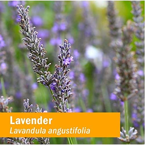Herb Pharm Certified Organic Lavender Flower Liquid Extract for Calming Nervous System Support, 4 Fl Oz - Packaging May Vary 4 Fl Oz (Pack of 1)