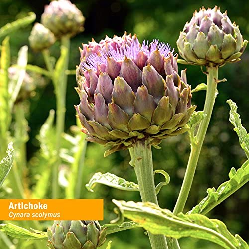 [Australia] - Herb Pharm Certified Organic Artichoke Liquid Extract for Cardiovascular and Circulatory Support - 4 Ounce 