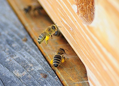[Australia] - Propolis from ImkerPur, 100g, antibacterial, residue-free, directly from the apiary (raw propolis (in pieces)) 