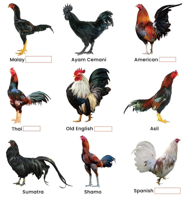 GALLOVITA para Gallos 100Tabs Vitamins Minerals Aminoacids for Rooster Hens Chickens Gamefowl Vitaminas Minerales Aminoacidos - PawsPlanet Australia