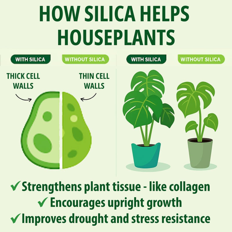 [Australia] - Silica Strength Plant Supplement ‚Äì Strengthens Stems, Supports Upright Leaves & Improves Stress Resilience | Ready-to-Use 4.5% Liquid Concentrate for Houseplants | 8 oz | Makes 96 Gallons 