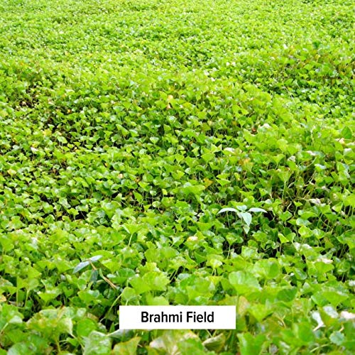 [Australia] - Banyan Botanicals Brahmi/Gotu Kola Powder – Organic Centella Asiatica ­­– Supports Focus, Concentration, Alertness, and a Balanced Sense of Calm* – 1 lb. – Non-GMO Sustainably Sourced Vegan 1 Pound (Pack of 1) 