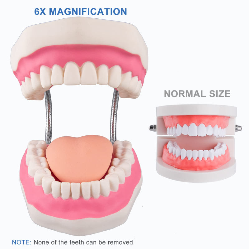 [Australia] - Tooth Brushing Model - 6 Time Tongue Teeth Model Mouth Model for Speech Therapy Kids Dental Care Teaching Demonstration Model 