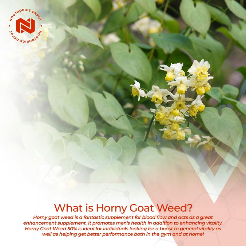 [Australia] - Nootropics Depot Horny Goat Weed Capsules | 200mg | 30 Count | Minimum 50% Icariin | Epimedium brevicornum 30 Count (Pack of 1) 