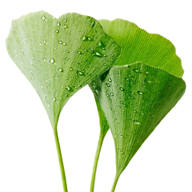 Greenfood Ginkgo Biloba, 400 mg Leaf Extract, high dose (24% flavones), 120 Capsules, with Vitamin B5 - revitalizes Tired Gray Cells. Without Artificial additives. Without Genetic Technology. Vegan.