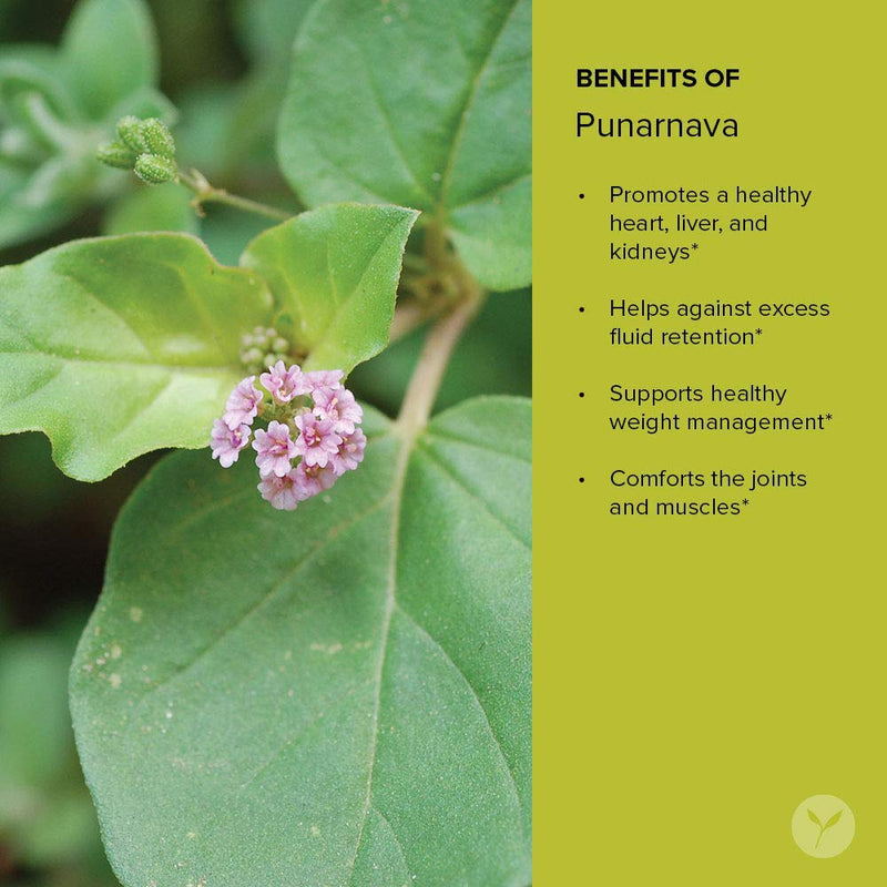 [Australia] - Banyan Botanicals Organic Punarnava Powder ‚Äì Boerhavia diffusa ‚Äì for Weight Management, Liver & Kidney Support & More* ‚Äì 1/2lb. ¬≠‚Äì Non-GMO Sustainably Sourced Vegan Punarnava Powder - 1/2 lb 