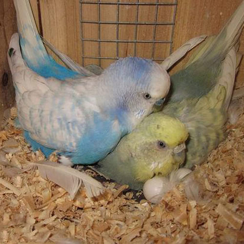8Pcs Fake Bird Eggs, Stop Egg Laying fit Parrotlet, American Parakeet, Budgie, Diamond-Dove Artificial Eggs 14mm*19mm - PawsPlanet Australia