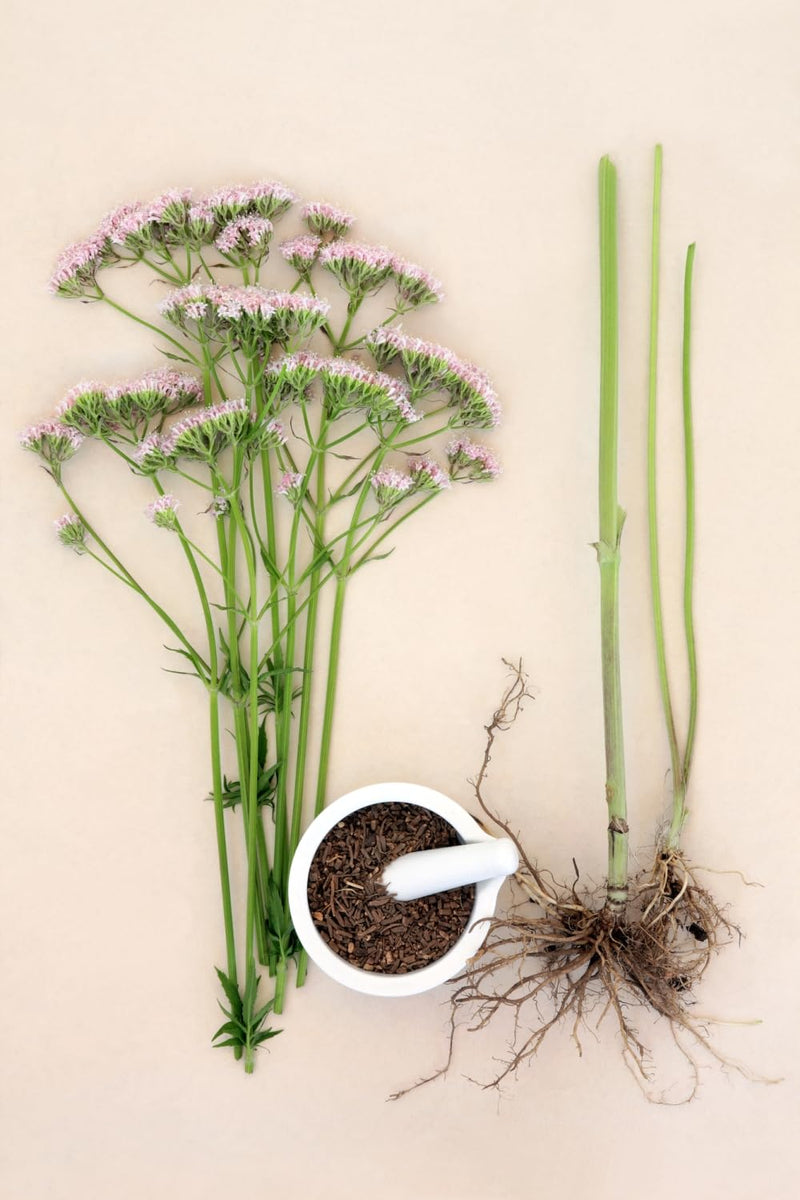 Valerian Root - Valeriana Officinalis L - Herbal Tea (100g) 100 g (Pack of 1)