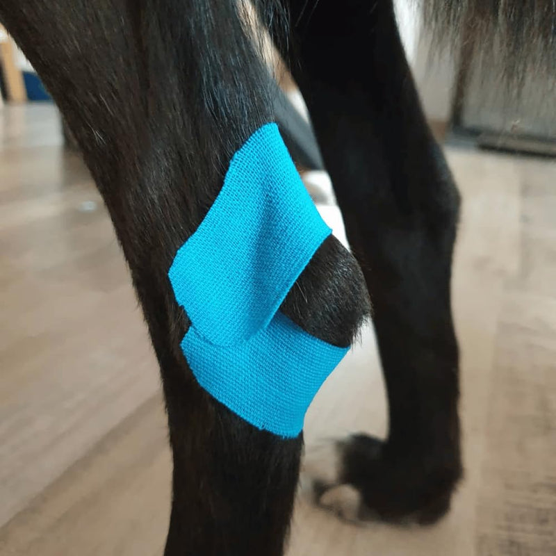VetkinTape® Veterinary Kinesiology Tape Blue | kinesiology Tape For Horses & Dogs | Equine & Canine Kinesiotape | Latex Free and TÜV Quality Mark Certified Ktape | 10cm-5m | Pack of 1 Roll