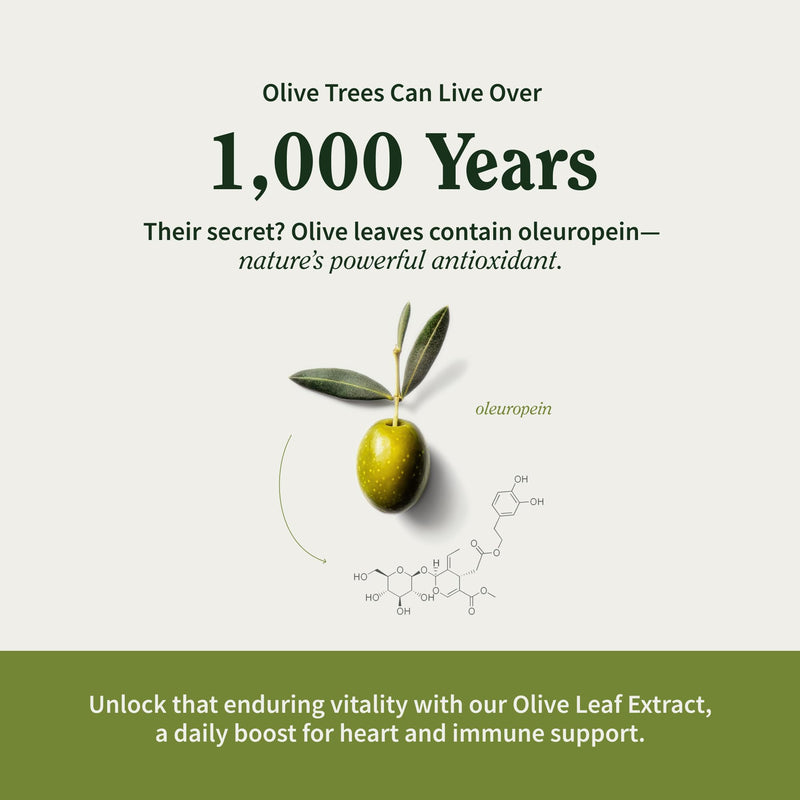 [Australia] - Snap Supplements Olive Leaf Extract Capsules - Super Strength 40% Oleuropein for Blood Flow Support, Improve Digestion, Antioxidant Boost Supplement, Improve Brain Function (60 Capsules) 