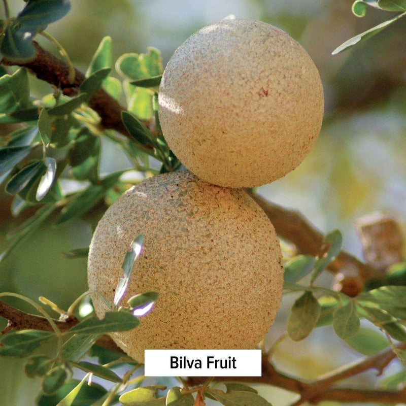 [Australia] - Banyan Botanicals Bilva Powder - Certified Organic, 1/2 Pound - Aegle marmelos - Supports proper function of The bowels and promotes healthy stool formation* 