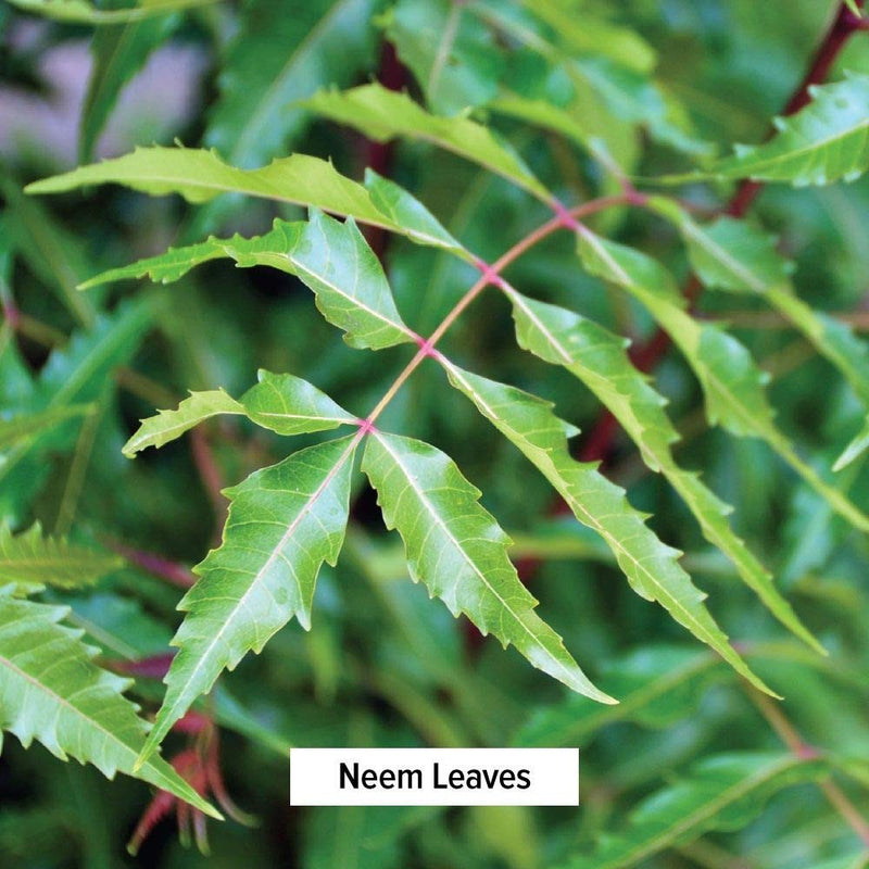 [Australia] - Banyan Botanicals Neem Powder - Organic Azadirachta Indica - Purifying Ayurvedic Herb for Healthy Skin & Blood* – 1 lb. – Fair for Life Sustainably Sourced Non-GMO Vegan 1 Pound (Pack of 1) 