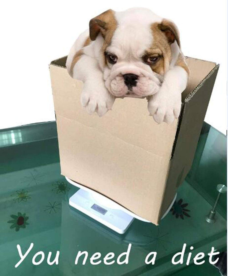 [Australia] - Digital Pet Scale Multi-Function Food Weight Scale, Smart Small Baby Pet Dog Cat Scale 22 Pound (lbs) Capacity, Accurate Digital Scale for Baby Food Accurately/Puppy/Cat/Small Animals 