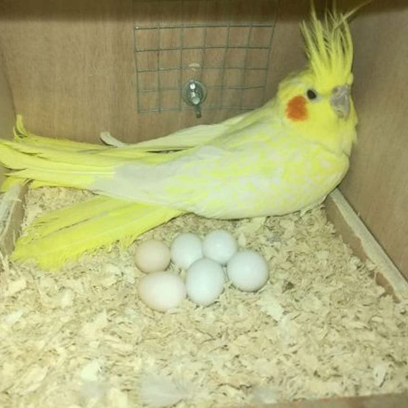 8Pcs Fake Bird Eggs, Stop Egg Laying fit Cockatiels, Green Cheeks, Lovebird, Ringneck Dove, Lorikeet, Bourke Parakeet, Quaker Parrots - PawsPlanet Australia
