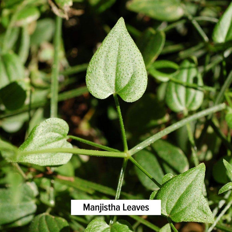 [Australia] - Banyan Botanicals Manjistha Powder, 1/2 Pound - USDA Organic - Rubia cordifolia - Cleanses The Blood & Lymph - Ayurveda 8 Ounce (Pack of 1) 