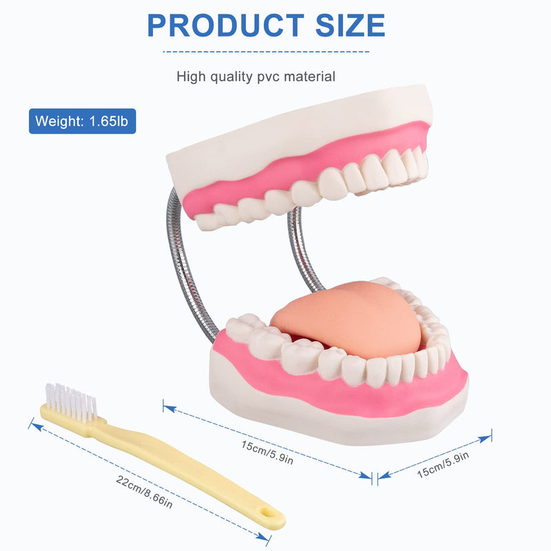 [Australia] - Tooth Brushing Model - 6 Time Tongue Teeth Model Mouth Model for Speech Therapy Kids Dental Care Teaching Demonstration Model 