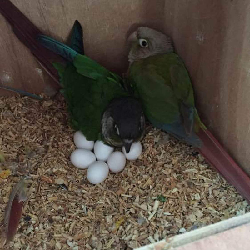 8Pcs Fake Bird Eggs, Stop Egg Laying fit Cockatiels, Green Cheeks, Lovebird, Ringneck Dove, Lorikeet, Bourke Parakeet, Quaker Parrots - PawsPlanet Australia