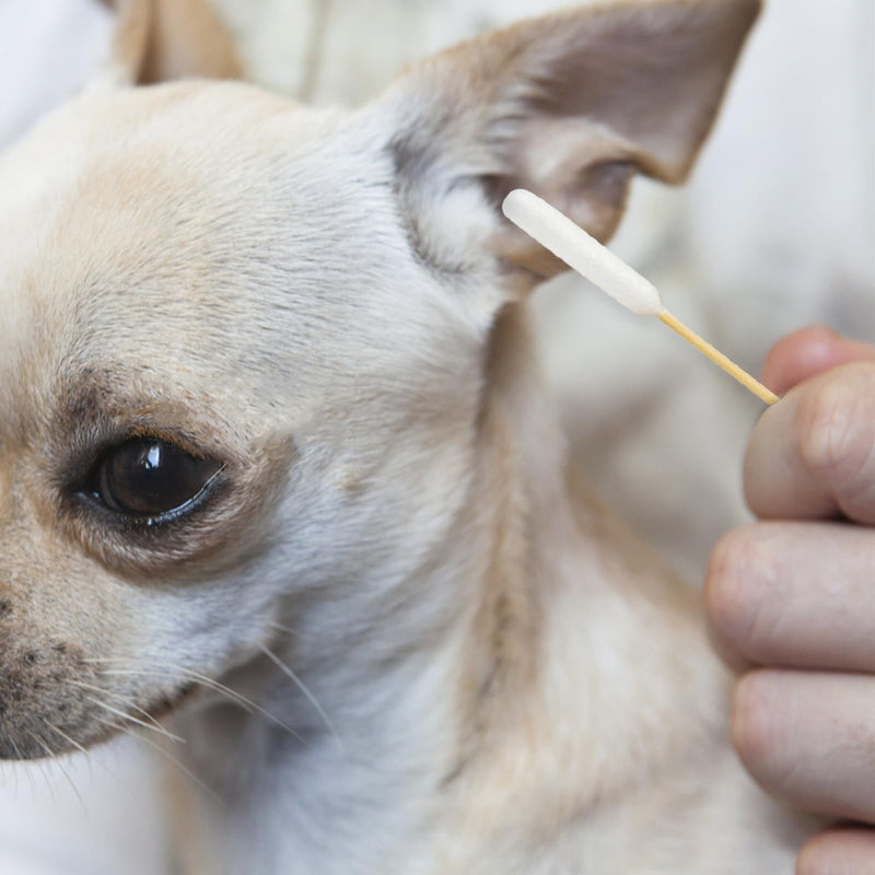Cotton Swabs for Dogs Ears - 100 Pcs 6-Inch Bamboo Long Cotton Swabs - Gentle and Effective Pet Cleaning, Grooming, and First Aid 100 Pcs Long Head Cotton Swabs - PawsPlanet Australia