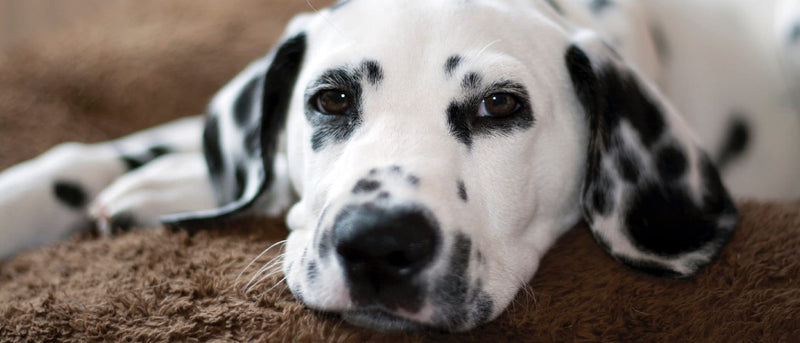 Stay Relax Pet spray Aromatherapy Relaxing calm essential oils - PawsPlanet Australia
