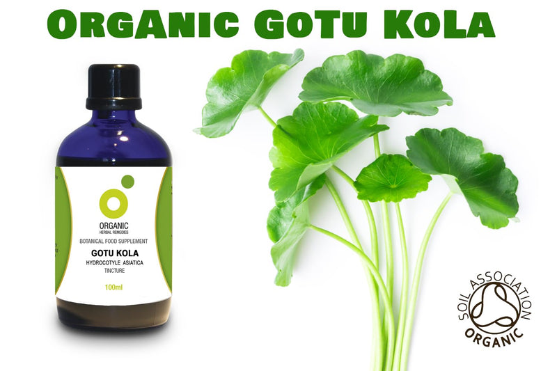 Organic Herbal Remedies 100ml Gotu Kola Tincture