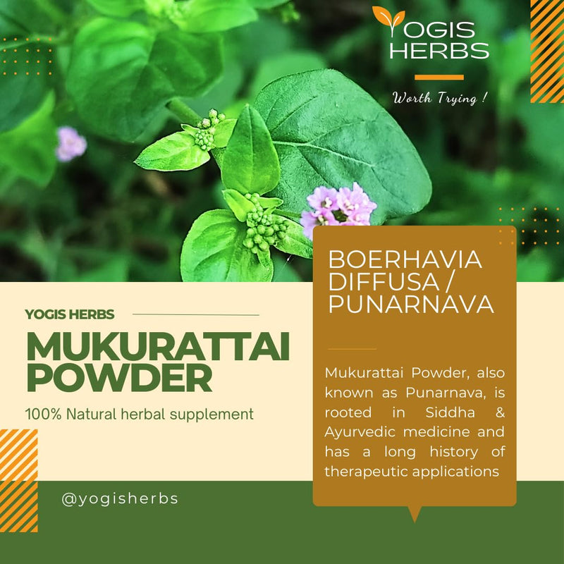 [Australia] - Mukurattai Powder (Boerhavia Diffusa/Punarnava) ‚Äì 100% Natural Herbal Supplement ‚Äì Traditional Support for Vitality & Wellness ‚Äì Fresh & Pure (1 lb.) 8 Ounce (Pack of 1) 