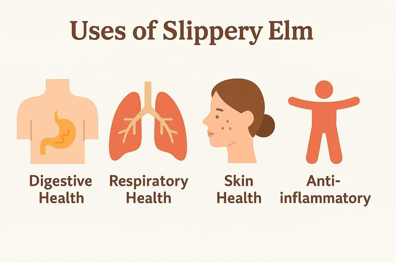 Slippery Elm 5000mg 240 Capsules, Digestive & Gut Health Support, Soothes Throat & Stomach, Natural Herbal Supplement